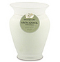 GREEN TEA & GINGER ESSENTIAL BLEND