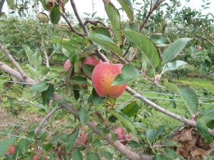 Apple picking in the fall